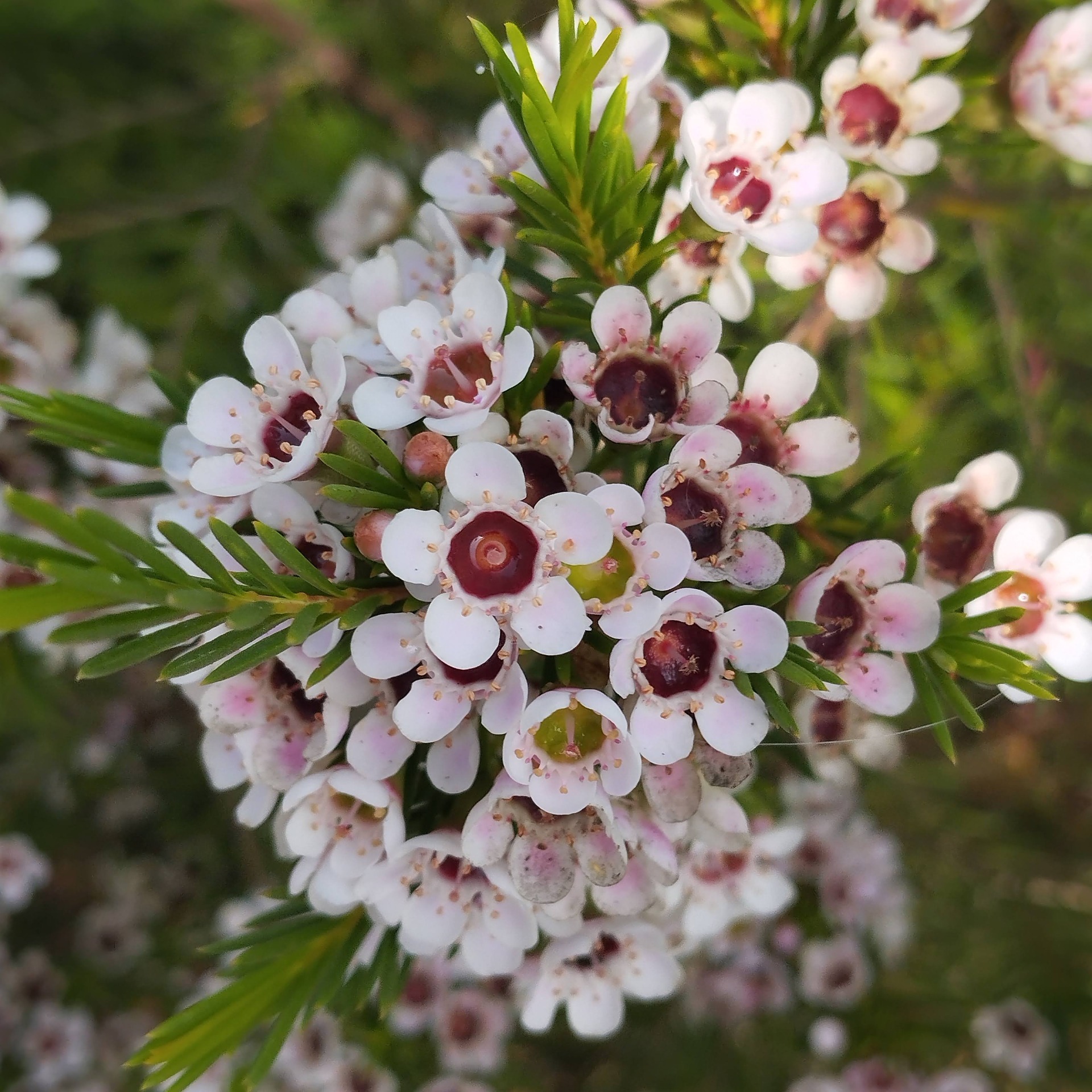 Lavori di giardinaggio presso scuole e privati con I GIARDINI DEL VICHINGO